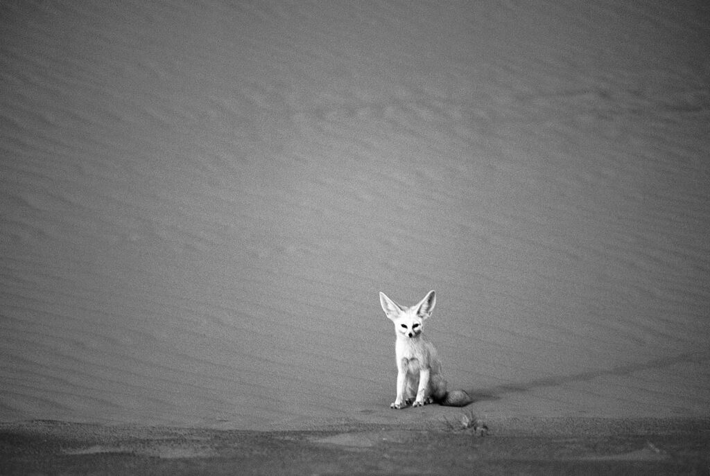 Viaje a Tombuctú - Javier Ibarra Zorrilla