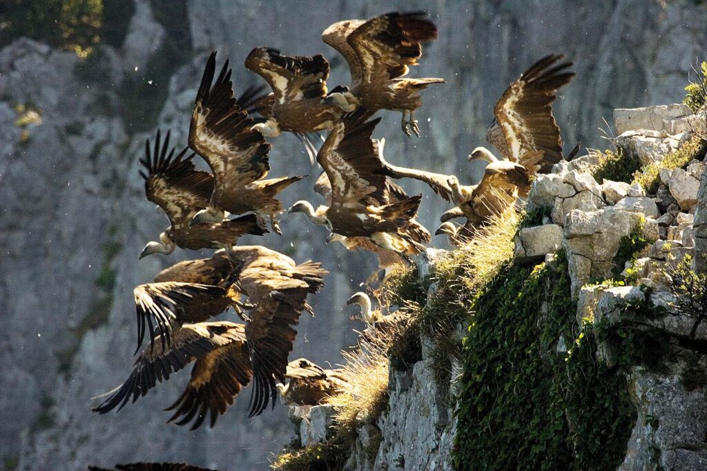 Naturaleza primigenia - Javier Ibarra Zorrilla