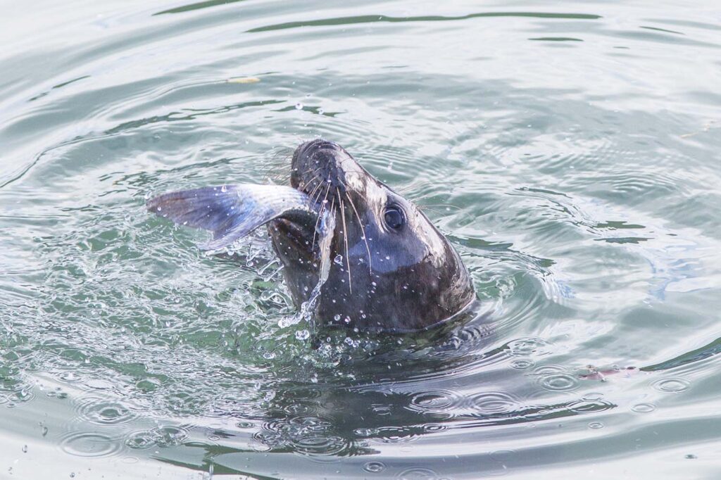 Naturaleza primigenia - Javier Ibarra Zorrilla