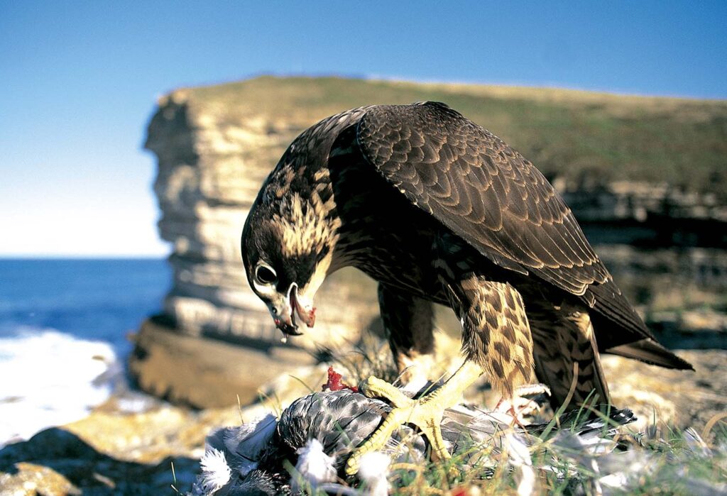 Naturaleza primigenia - Javier Ibarra Zorrilla