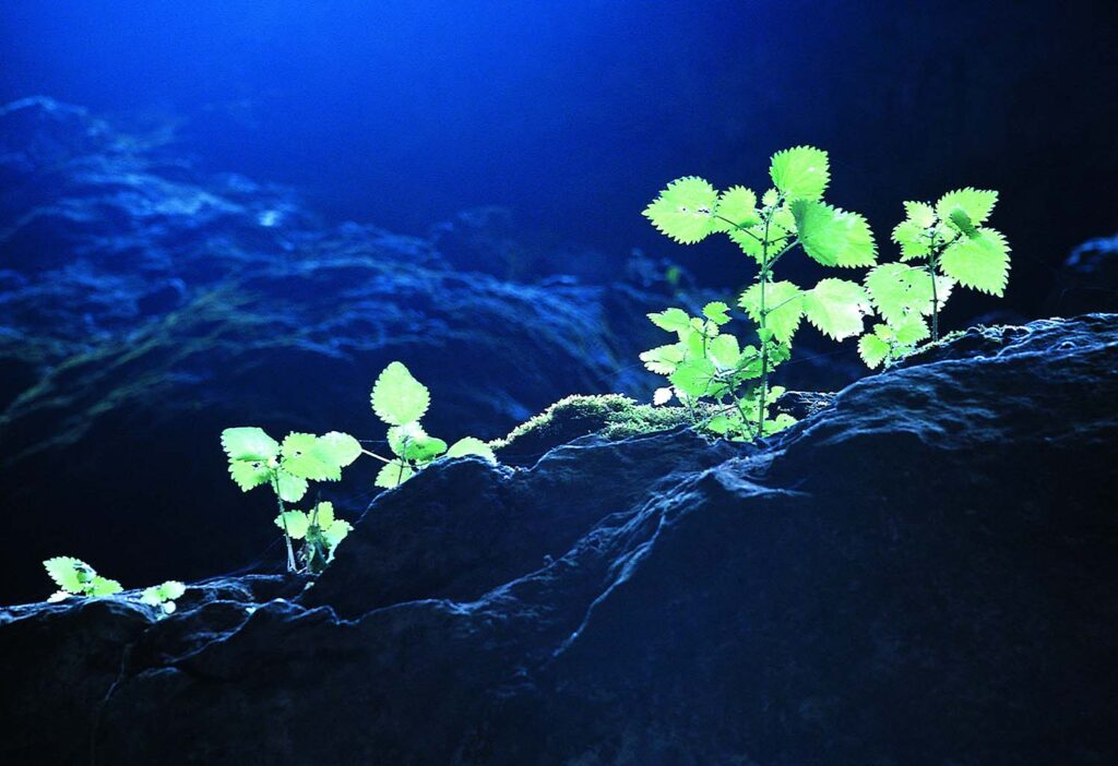 Naturaleza primigenia - Javier Ibarra Zorrilla