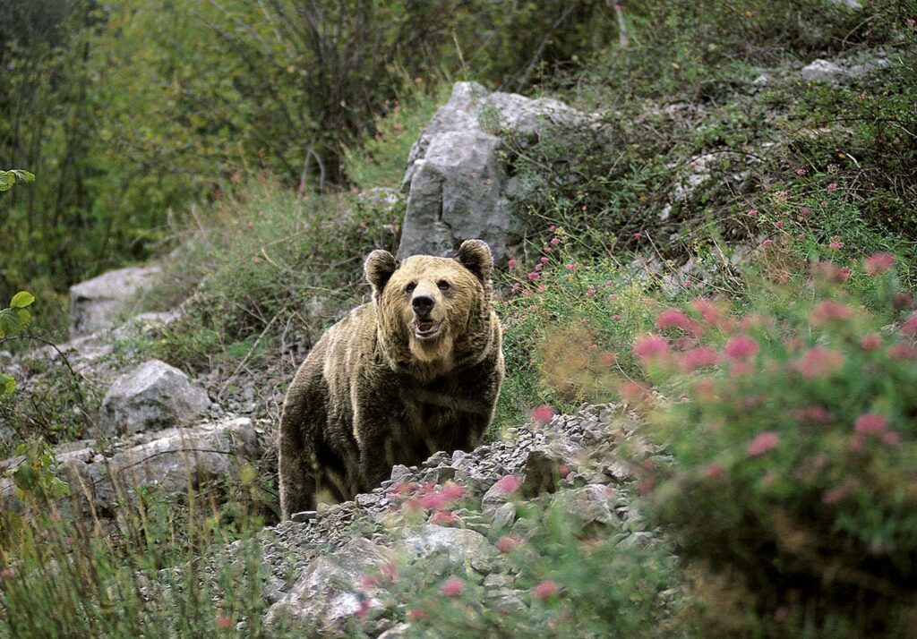 Naturaleza primigenia - Javier Ibarra Zorrilla