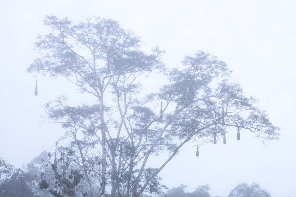 Naturaleza primigenia - Javier Ibarra Zorrilla